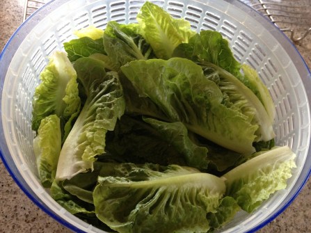 washed cos lettuce