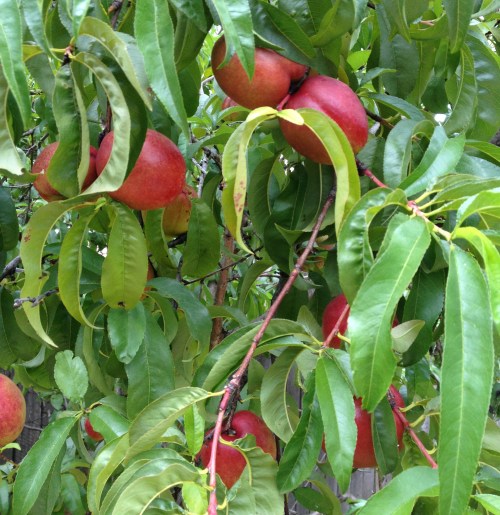 ripening nectarines