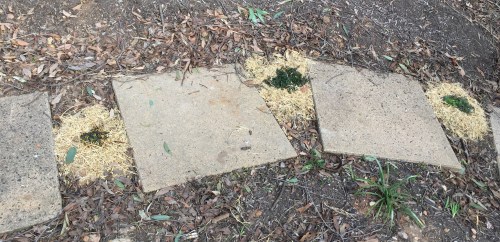 herbs between pavers