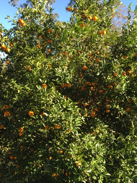 mandarin tree