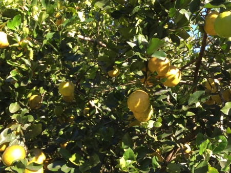 lemonade fruit tree